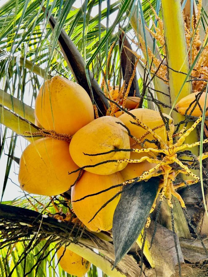 The Seaboards Apartments Seychelles آنس رويال المظهر الخارجي الصورة